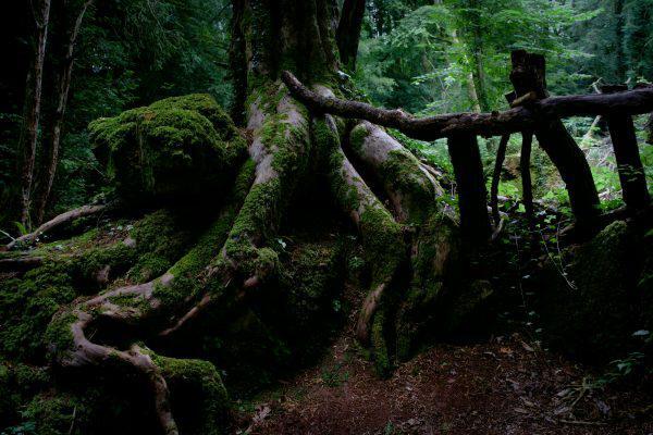 Το διοξείδιο του άνθρακα «έφερε» την κλιματική αλλαγή, αλλά αυτό «πρασίνισε» και τη Γη