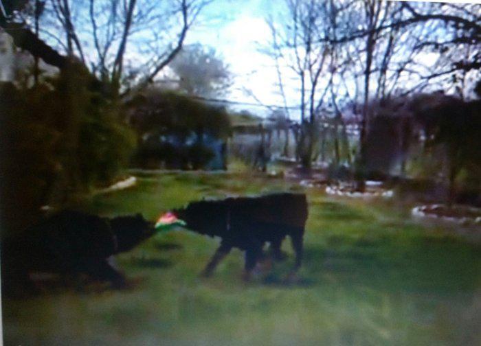 Βίντεο: Αυτά είναι τα ροτβάιλερ που κατασπάραξαν τον 5χρονο