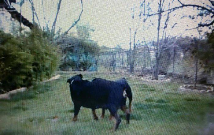 Βίντεο: Αυτά είναι τα ροτβάιλερ που κατασπάραξαν τον 5χρονο