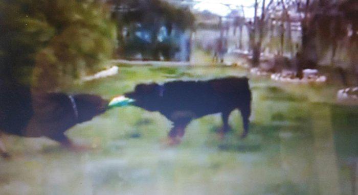 Βίντεο: Αυτά είναι τα ροτβάιλερ που κατασπάραξαν τον 5χρονο