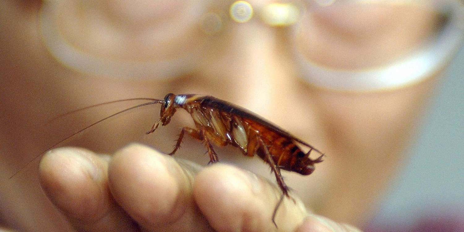 κατσαρίδα