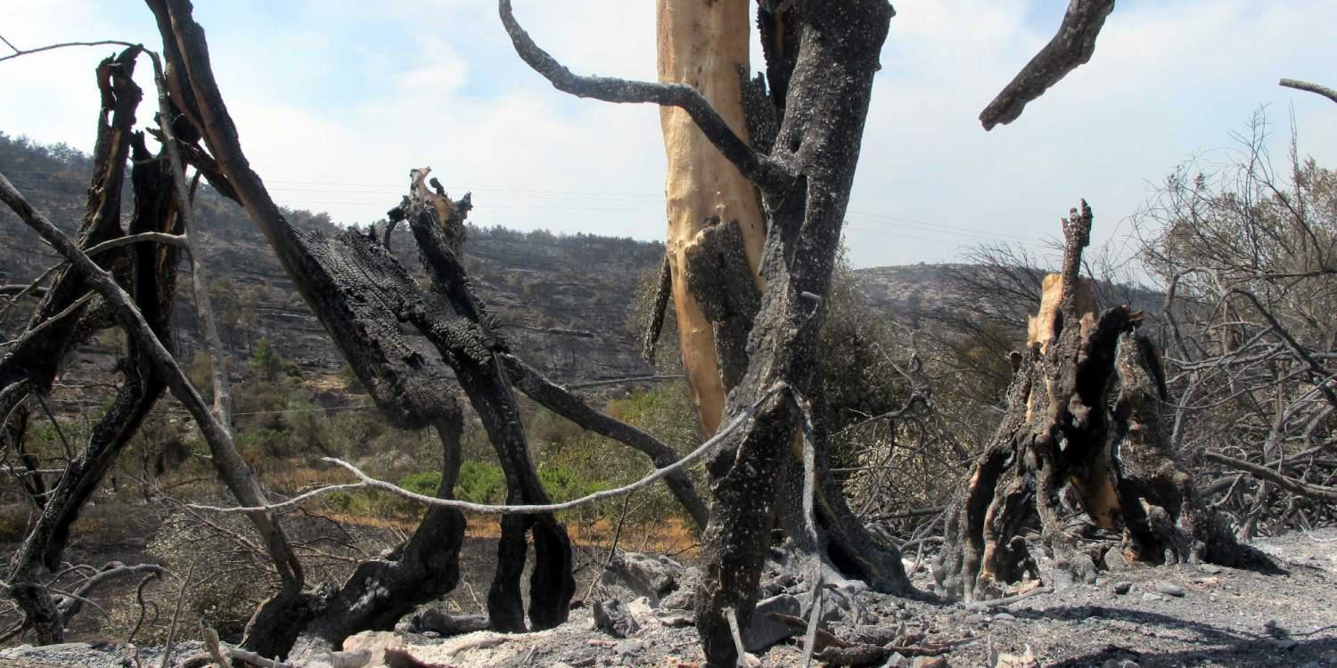 Πάνω από 15 ώρες και η πυρκαγιά στη Χίο καίει τα πάντα στο πέρασμά της [εικόνες]