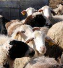 Ευλογιά αιγοπροβάτων: Ξεπερνούν τα 481.000 τα θανατωθέντα ζώα – 2.113 κρούσματα σε 2.620 εκτροφές