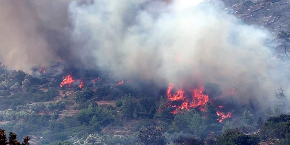 «Δακρύζει» η Χίος για τα καμμένα μαστιχόδεντρα