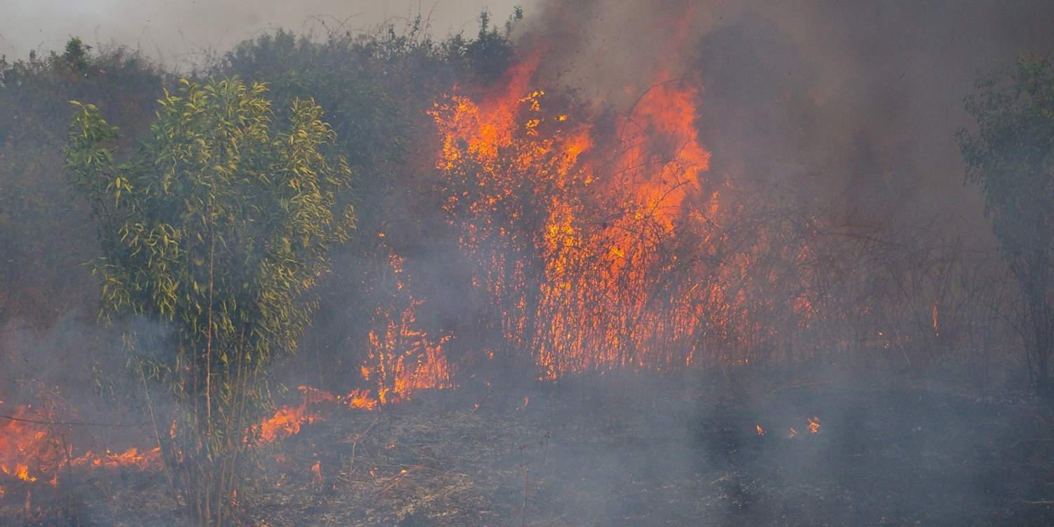 Φωτιά σε δασική έκταση στην Εύβοια – Επιχειρούν 24 πυροσβέστες