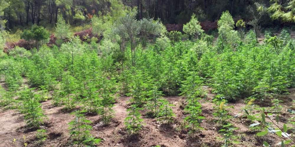 Εντοπίστηκε φυτεία με 450 δενδρύλλια κάνναβης στην Κάτω Πτέρη Αιγιαλείας