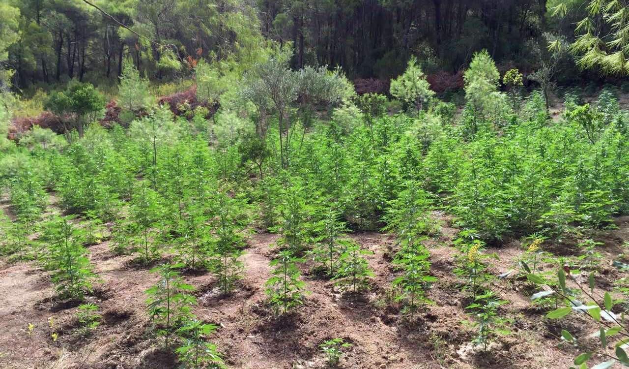 Εντοπίστηκε φυτεία με 450 δενδρύλλια κάνναβης στην Κάτω Πτέρη Αιγιαλείας