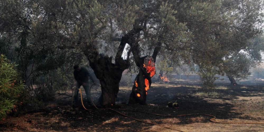 Υπό έλεγχο τέθηκε η μεγάλη πυρκαγιά στη Λίμνη Ευβοίας