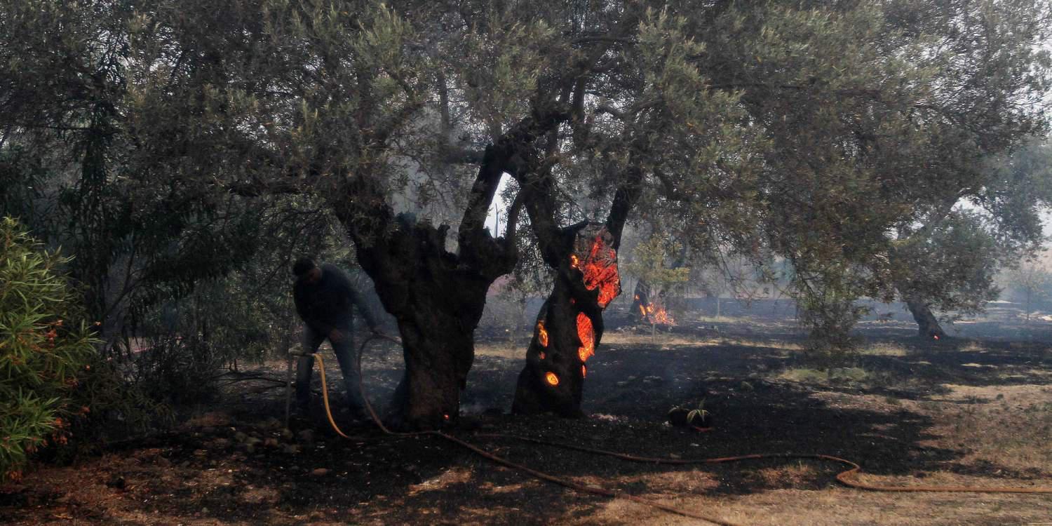 Υπό έλεγχο η πυρκαγιά στη Λίμνη Ευβοίας – Σε επιφυλακή η πυροσβεστική