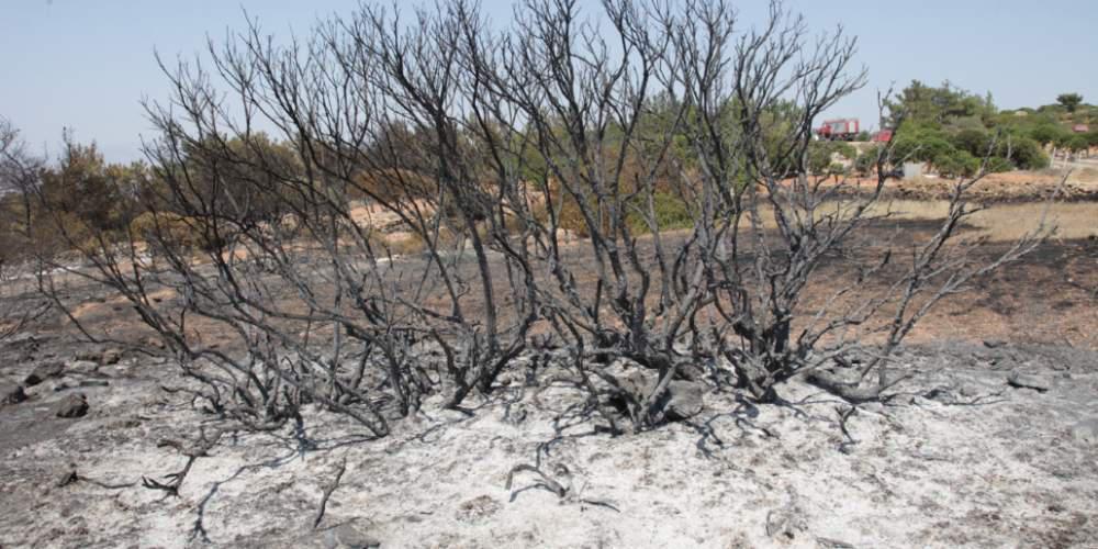 Επτά τόνους λιγότερη μαστίχα θα βγάλει φέτος η Χίος