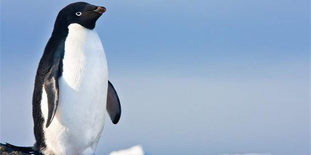 Ανταρκτική