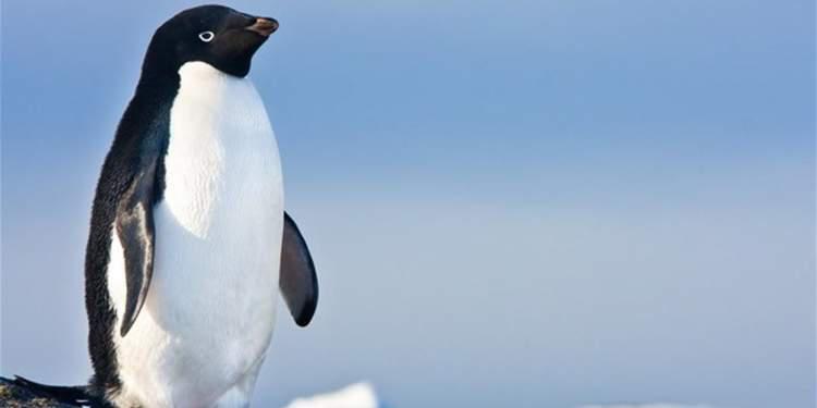 Ανταρκτική