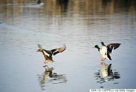 Mallards or Wild ducks, Anatidae