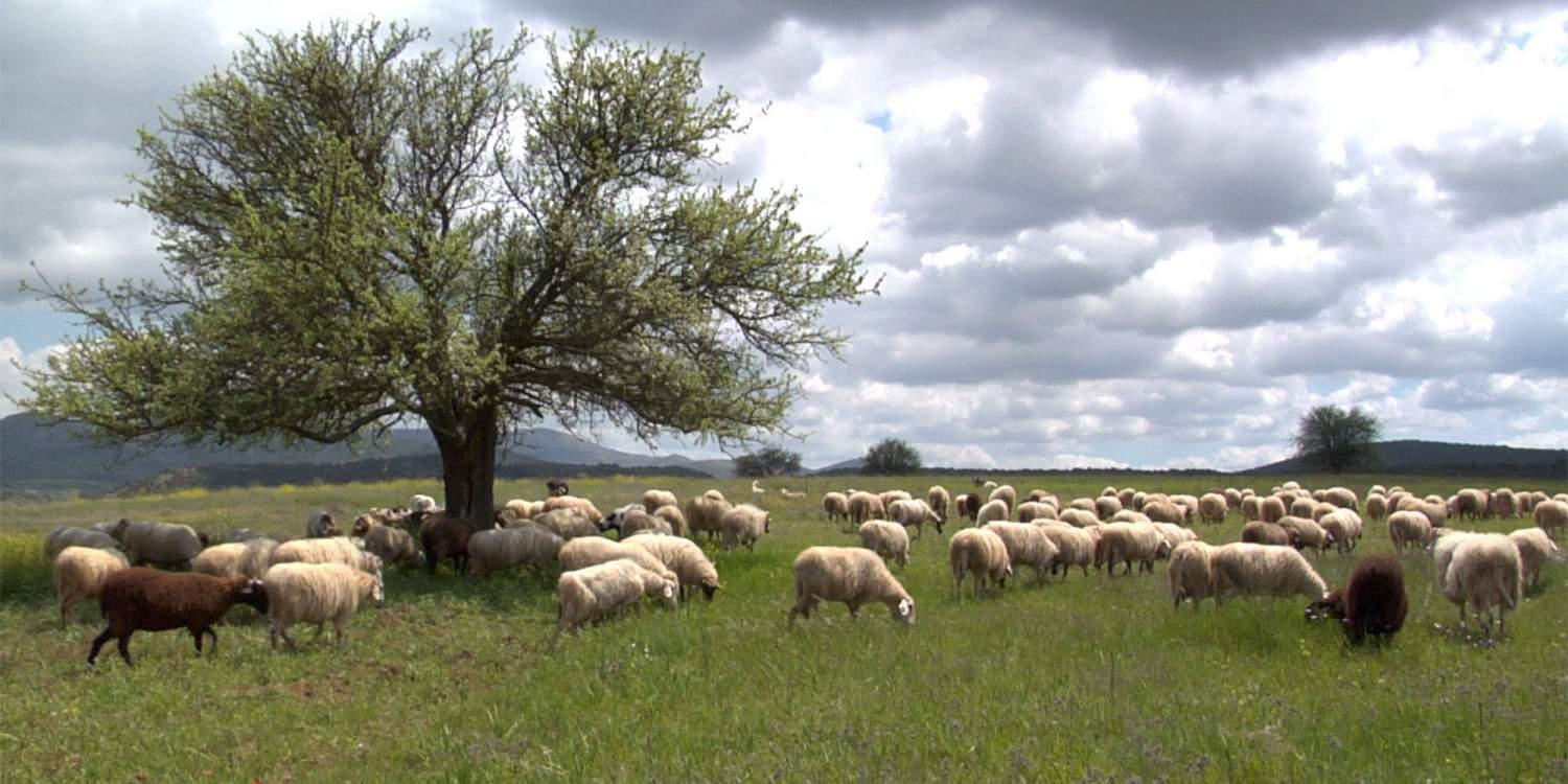 «Καίει» τον Καλογρίτσα ο πρώην λογιστής του Καραμπέτσου