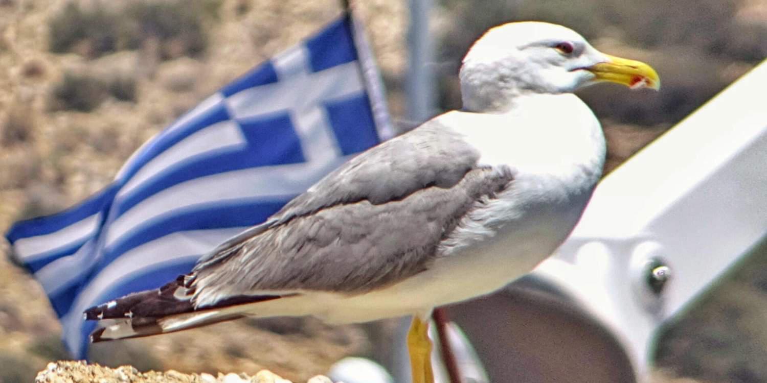 Τι έχουν τα έρμα και ψοφάνε…