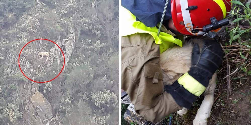 Ο Hero ήταν τρεις μέρες εγκλωβισμένος σε ένα βράχο στην Αράχοβα και τώρα χρειάζεται τη βοήθειά σας