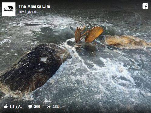 alaska-tarandi-pagos2-1300