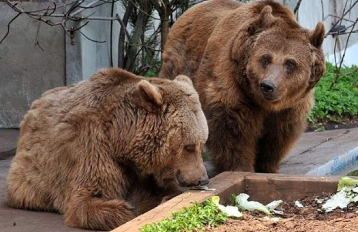 Δύο αρκούδες προκάλεσαν πανικό στην Καστοριά