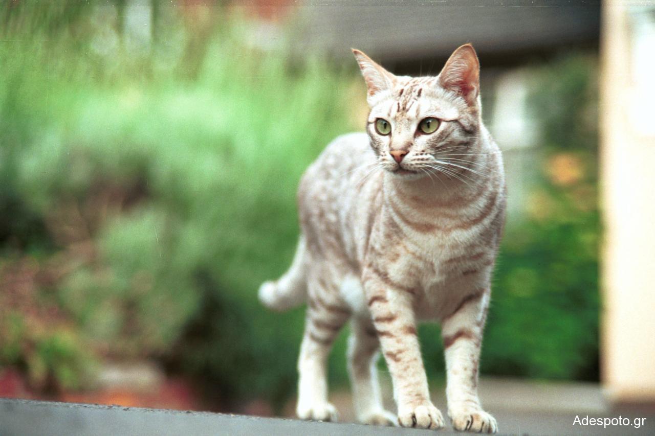 Ένας γάτος-βαποράκι «συνελήφθη» έξω από φυλακή στον Παναμά