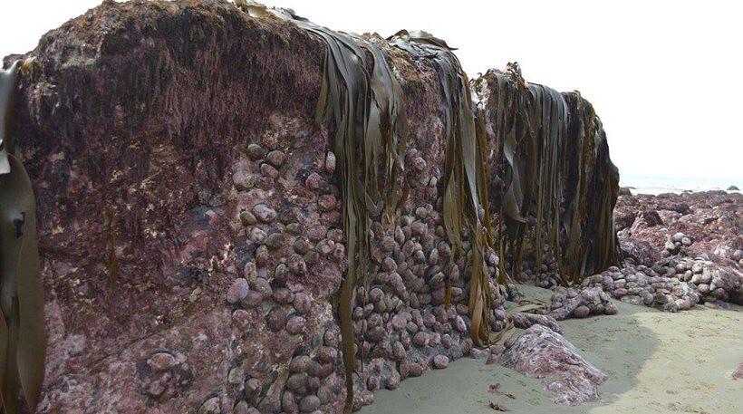 pithmenas-nea-zilandia2-1300