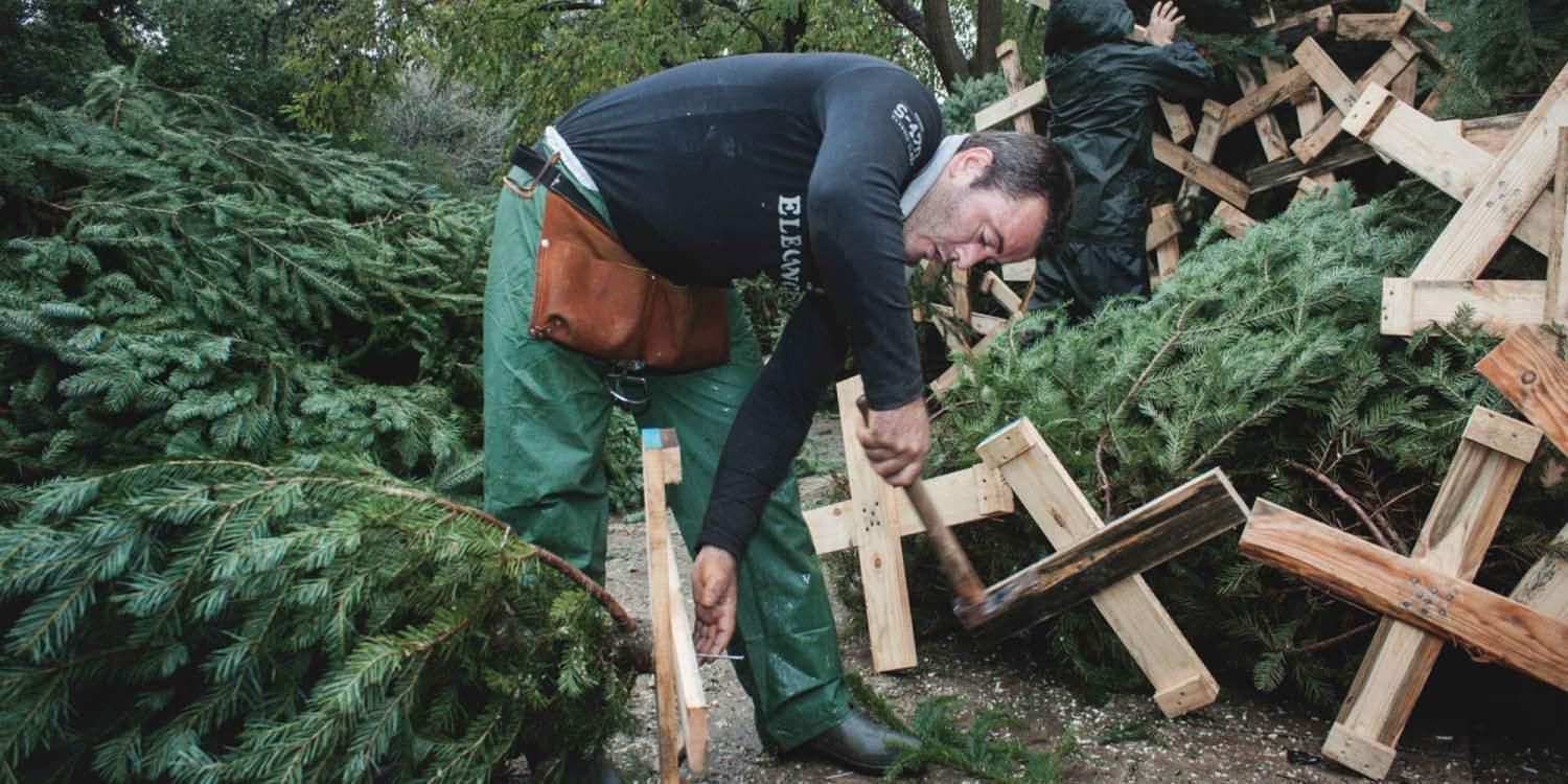 Σε «ελεύθερη πτώση» οι παραγγελίες ελάτων- Σε απόγνωση οι καλλιεργητές