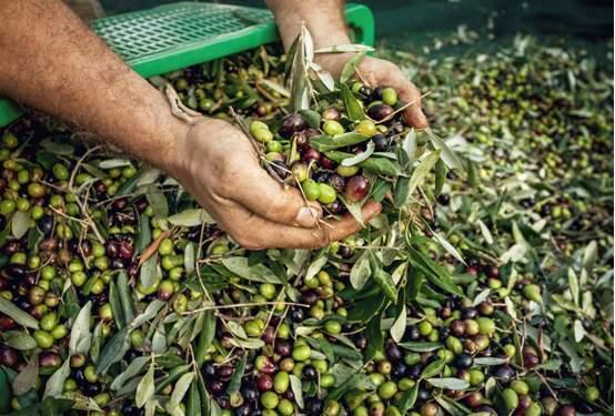 ελαιώνες Φθιώτιδα εργάτες