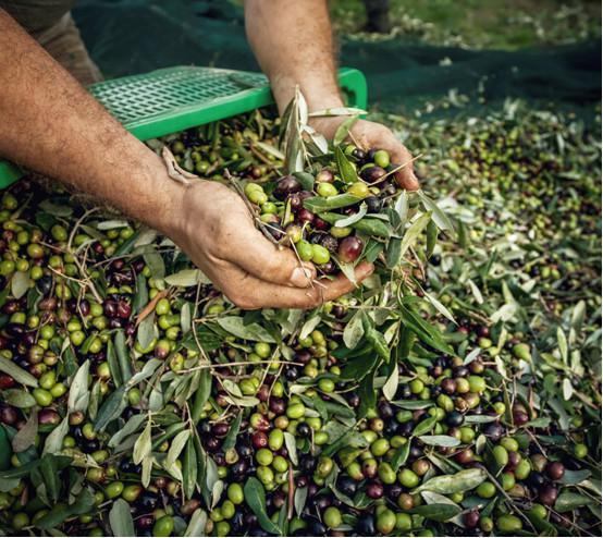 ελαιώνες Φθιώτιδα εργάτες