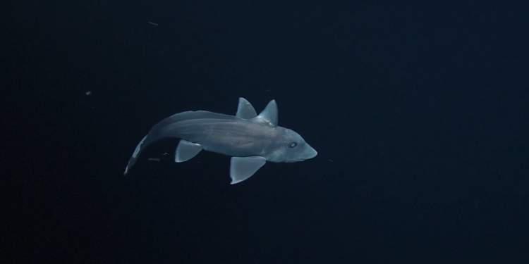 Χαλκιδική: Εστιατόριο σέρβιρε προστατευόμενο είδος καρχαρία ως γαλέο