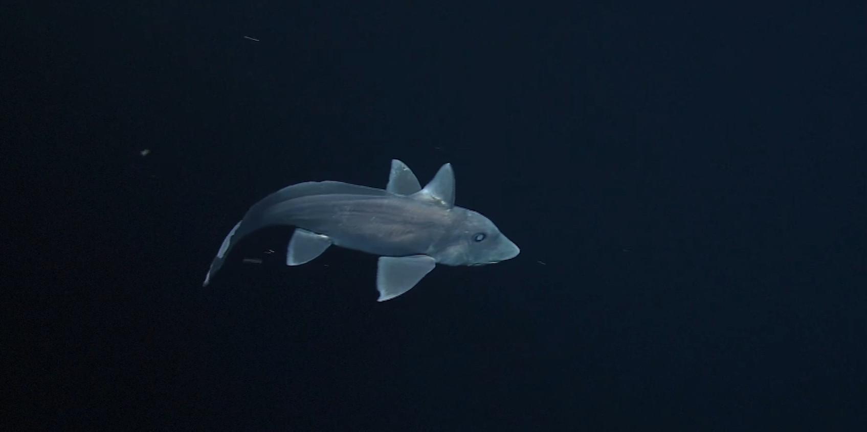 Χαλκιδική: Εστιατόριο σέρβιρε προστατευόμενο είδος καρχαρία ως γαλέο