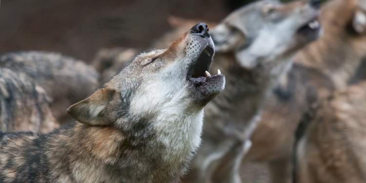 Ξάνθη Πάρνηθα