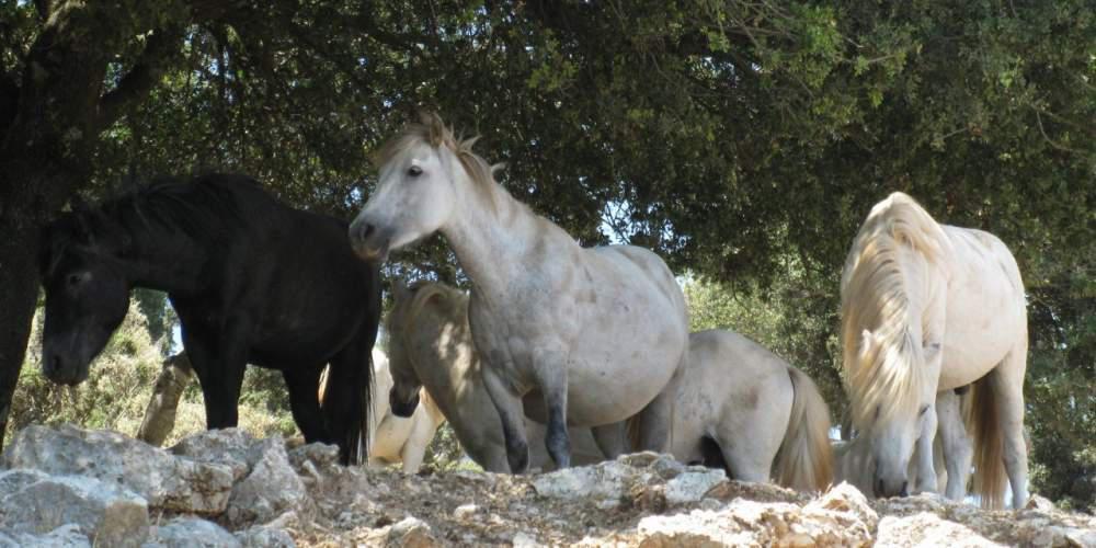 Υποχρεωτική από τις 21 Οκτώβρη η καταγραφή των ιπποειδών στην Ελλάδα