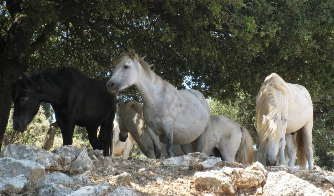 Υποχρεωτική από τις 21 Οκτώβρη η καταγραφή των ιπποειδών στην Ελλάδα
