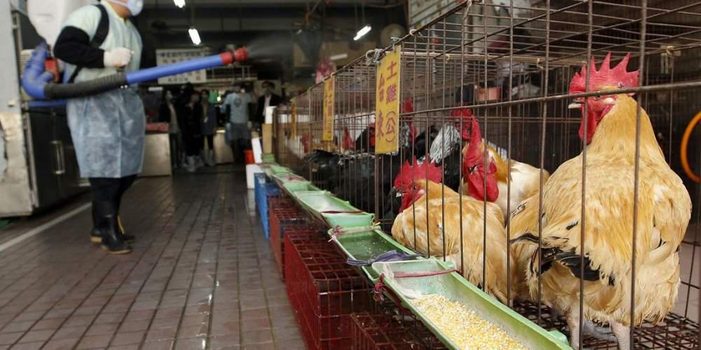 Ολλανδία: 216.000 πουλερικά θα θανατωθούν- Νέο ξέσπασμα της γρίπης των πτηνών