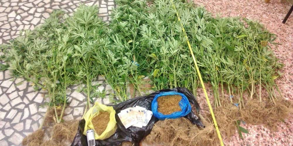 Οι Έλληνες προτιμούν την… κάνναβη: Τι δείχνει πανευρωπαϊκή έρευνα