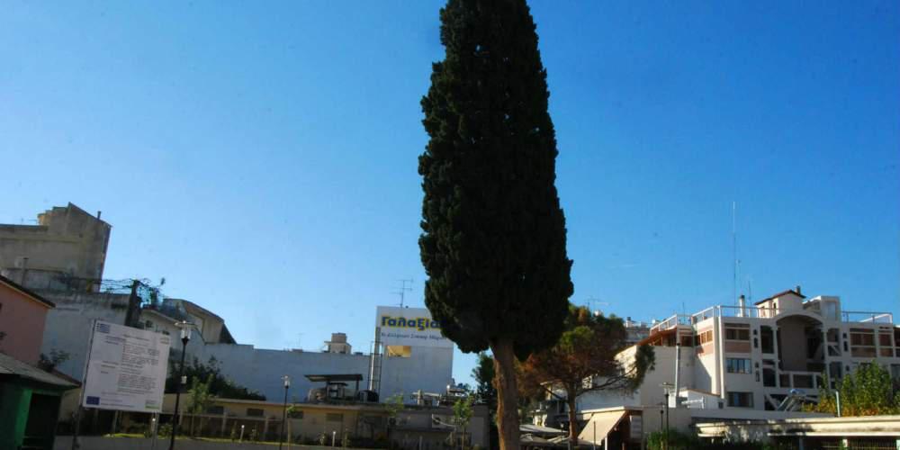 Κόπηκε το ιστορικό κυπαρίσσι του Καλλέργη στην κεντρική πλατεία του Άργους [εικόνες]