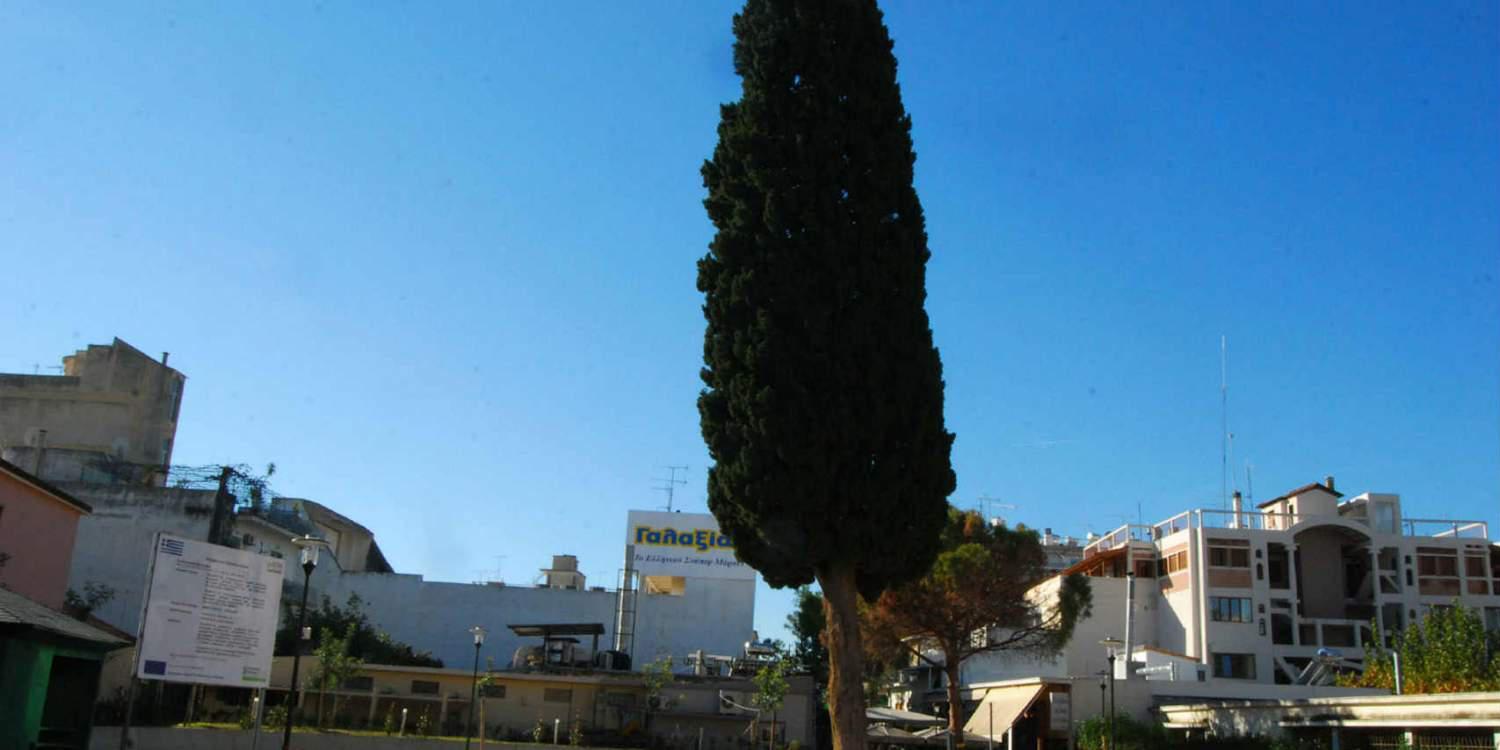 Κόπηκε το ιστορικό κυπαρίσσι του Καλλέργη στην κεντρική πλατεία του Άργους [εικόνες]