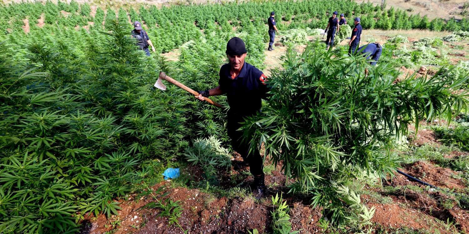 Παράνομη εισαγωγή τόνων ινδικής κάνναβης στην «Δημοκρατία του Χασίς» στην Αλβανία
