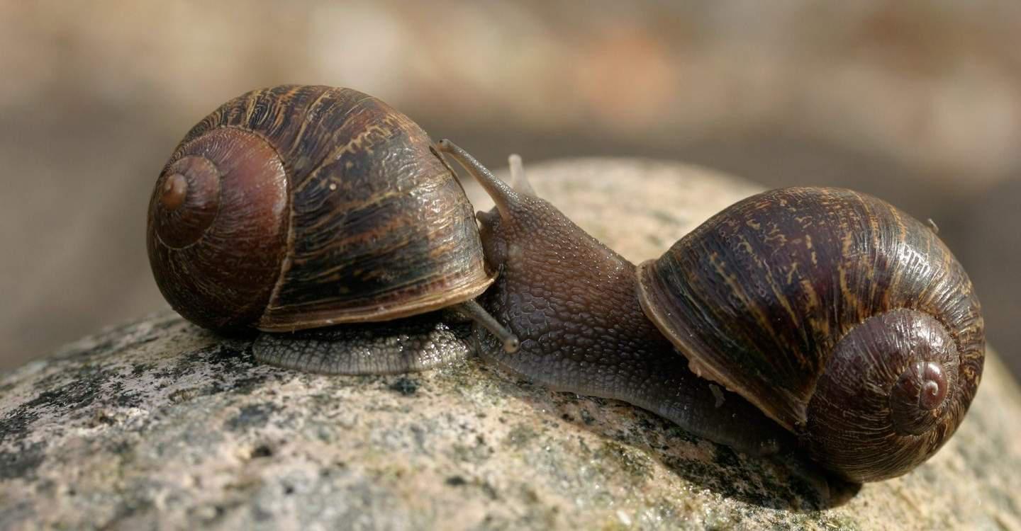 σαλιγκάρια