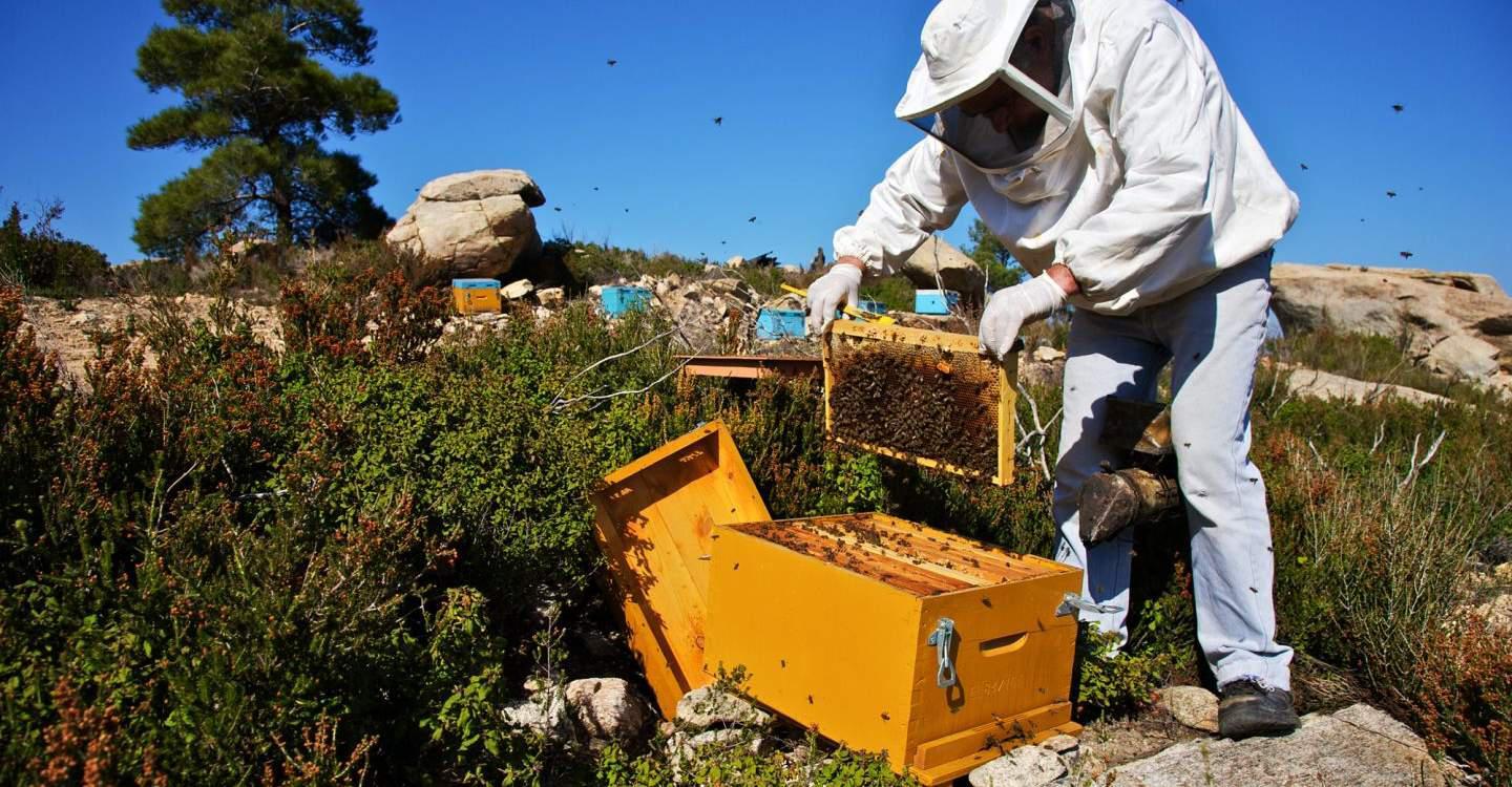 Κόντρα μεταξύ Bayer και Ε.Ε για τις μέλισσες