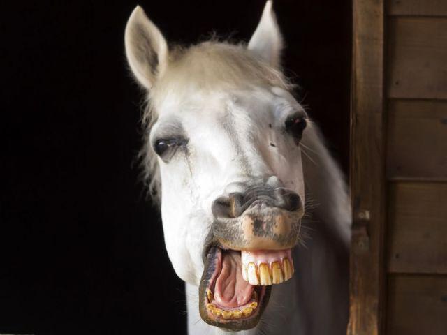 Αυτοπροσχέδιο