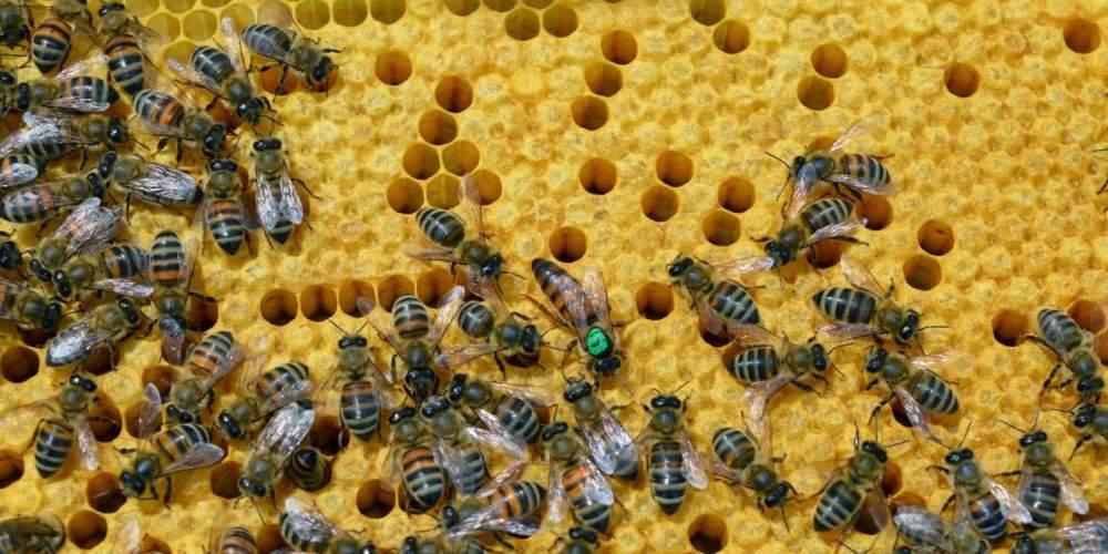 Επιστήμονες έμαθαν μέλισσες να… παίζουν μπάλα