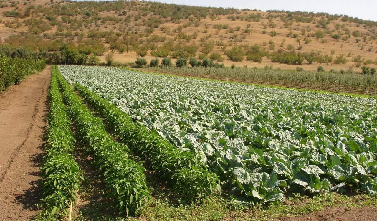 Σπόροι για ανθεκτικές καλλιέργειες – H EE βάρος στις νέες γονιδιωματικές τεχνικές