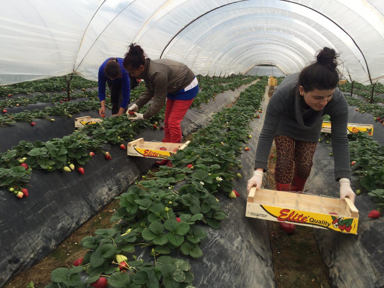Νέο ρεκόρ εξαγωγών για τις φράουλες