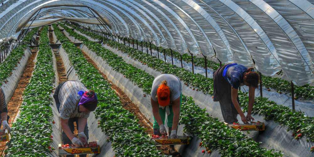 Μειώθηκε η ποινή για τις «ματωμένες» φράουλες της Μανωλάδας - Έκλεισε η υπόθεση