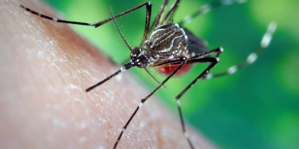 Τα κουνούπια απειλούν την Ελλάδα με την μετάδοση σοβαρών ασθενειών