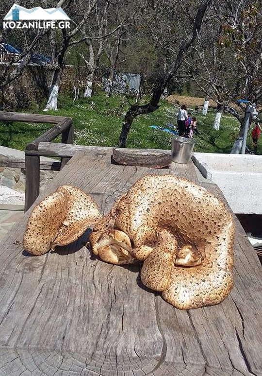 Αυτοπροσχέδιο