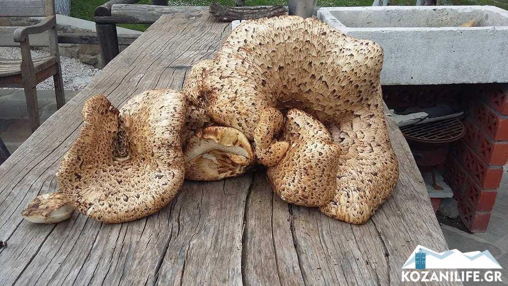 Αυτοπροσχέδιο