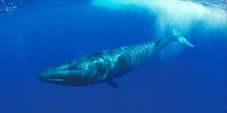 Δύτης ψάρευε, τον κατάπιε τεράστια φάλαινα και εν συνεχεία τον... έφτυσε