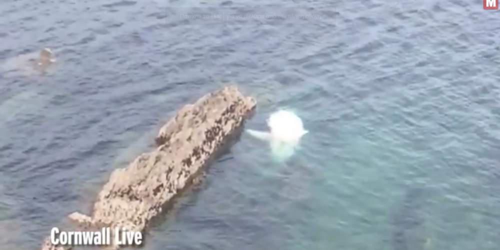 Καρχαρίας 8 μέτρων ξεβράστηκε σε παραλία – Συναντάται και στην Ελλάδα [βίντεο]