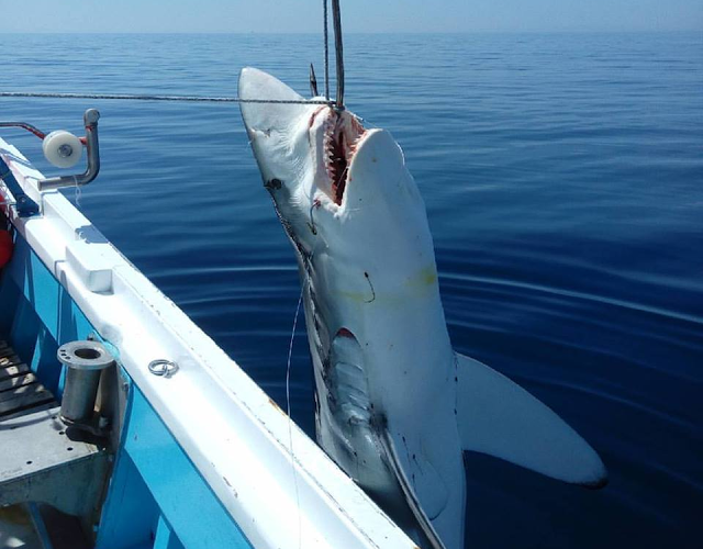 Έπιασαν καρχαρία μήκους επτά μέτρων στην Σκόπελο! [εικόνα]